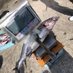 初トンボジギング