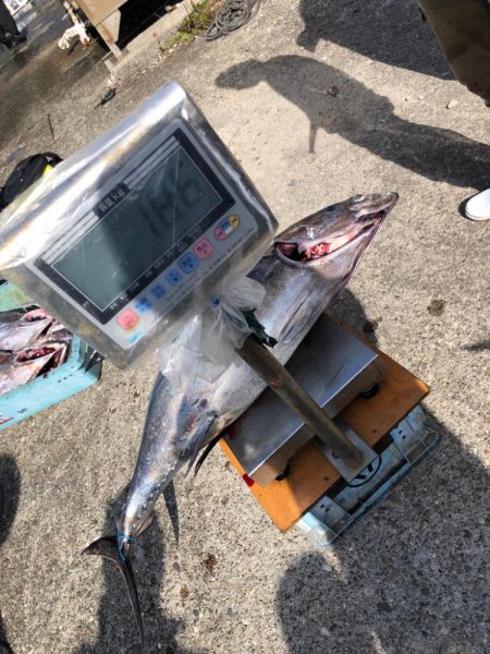 初トンボジギング