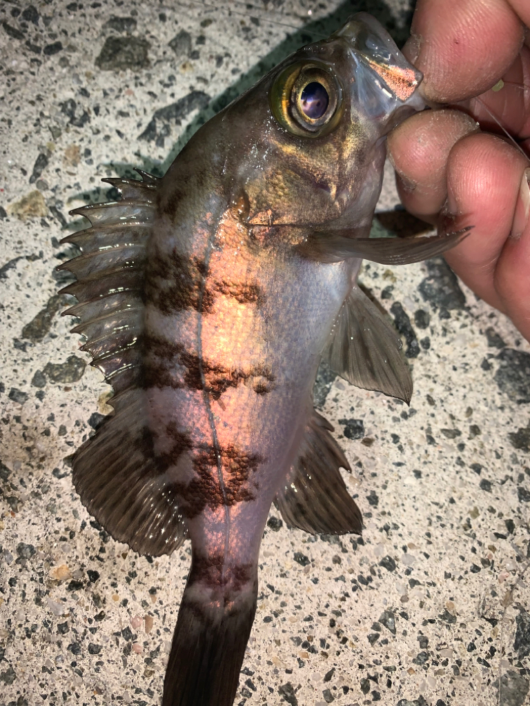 ガッシー③ メバル23