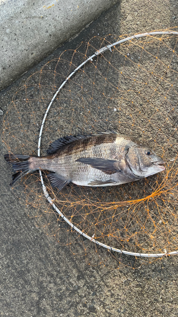 乗っ込み  確認できる