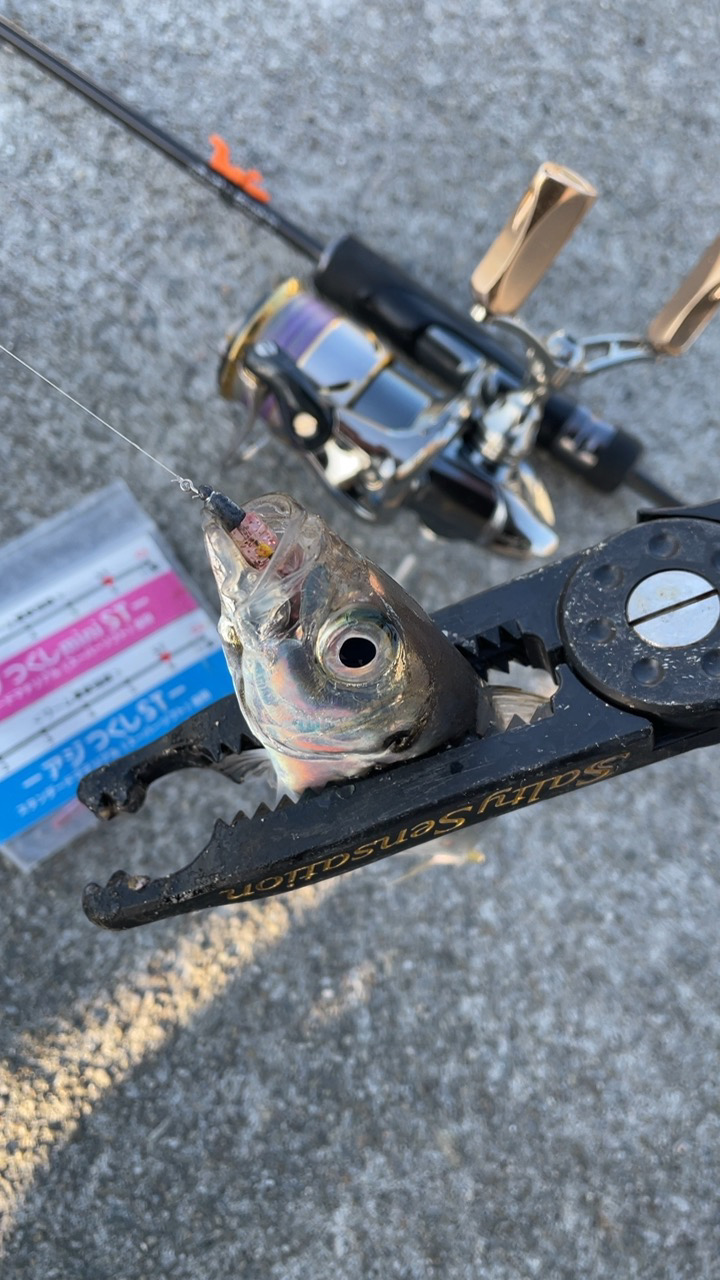 淡路島アジング♪