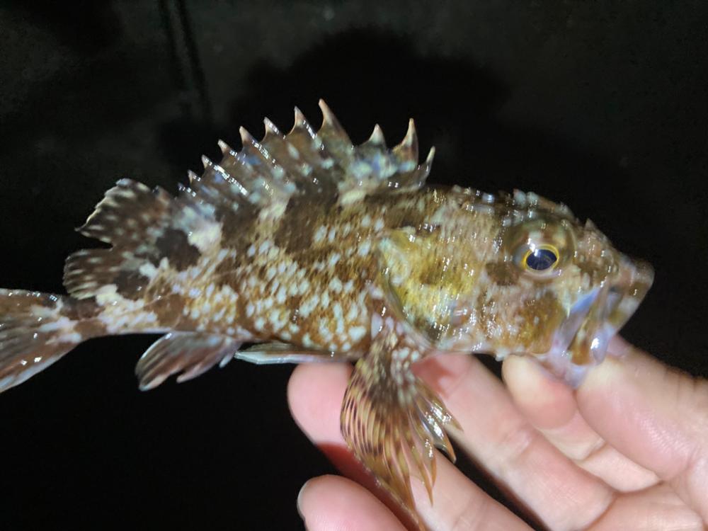 ガシラとメバル