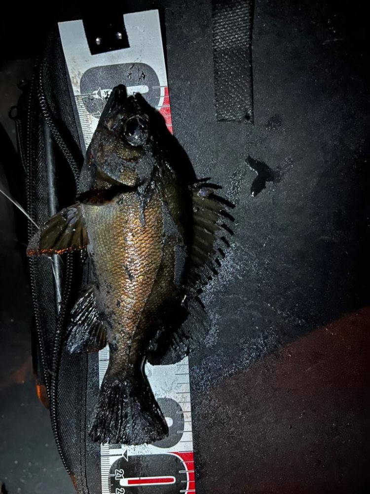 春が近づく四日市