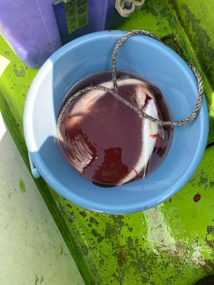 イシモチ爆釣！