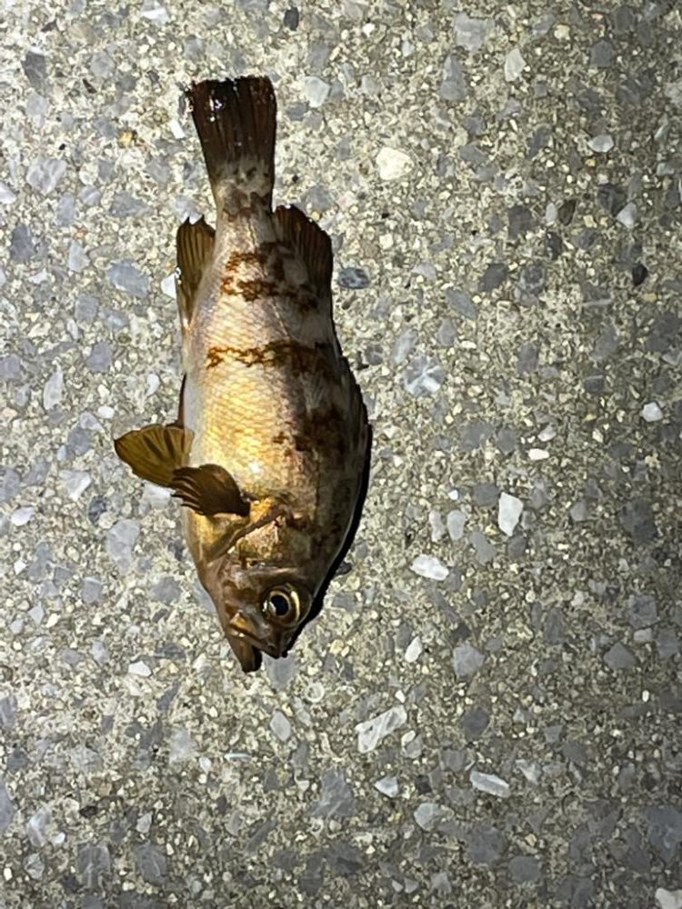 久しぶりのアジング