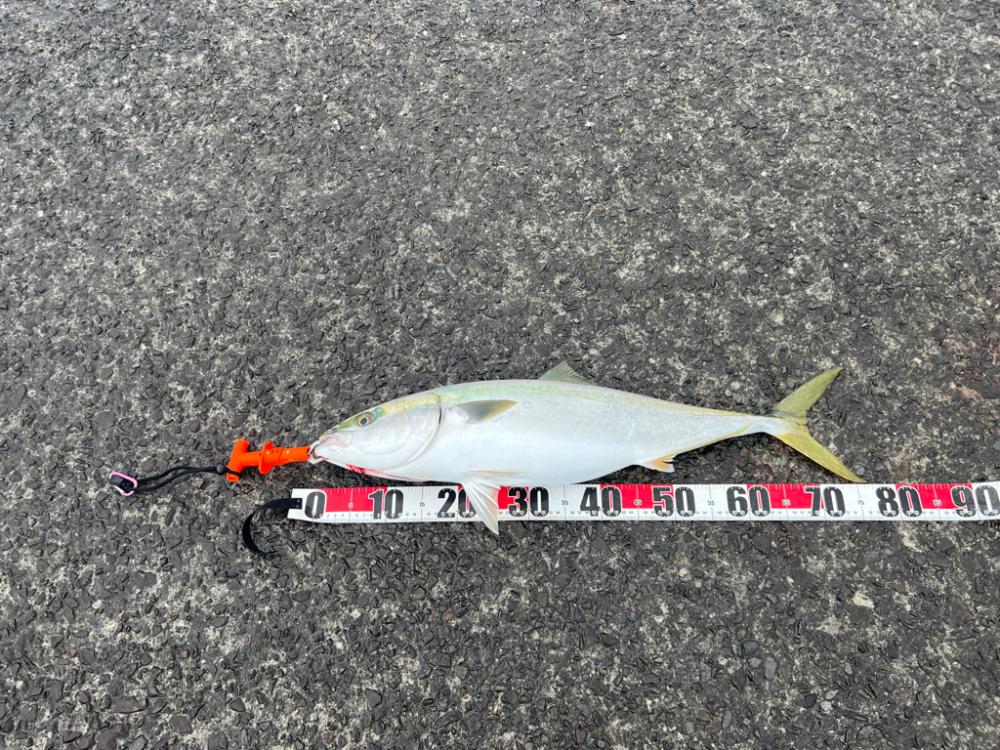 青物、狂気乱舞！