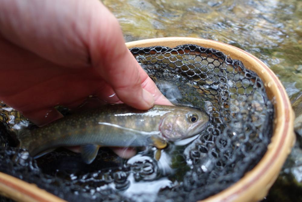 今期待望の1匹です