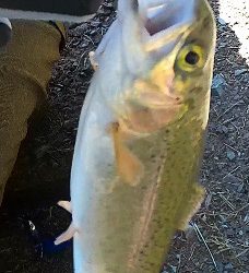 トラウトスレスレ？！