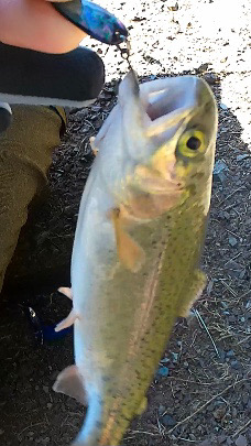 トラウトスレスレ？！