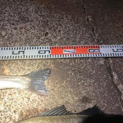 1時間で2キャッチ！