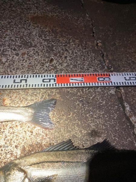 1時間で2キャッチ！