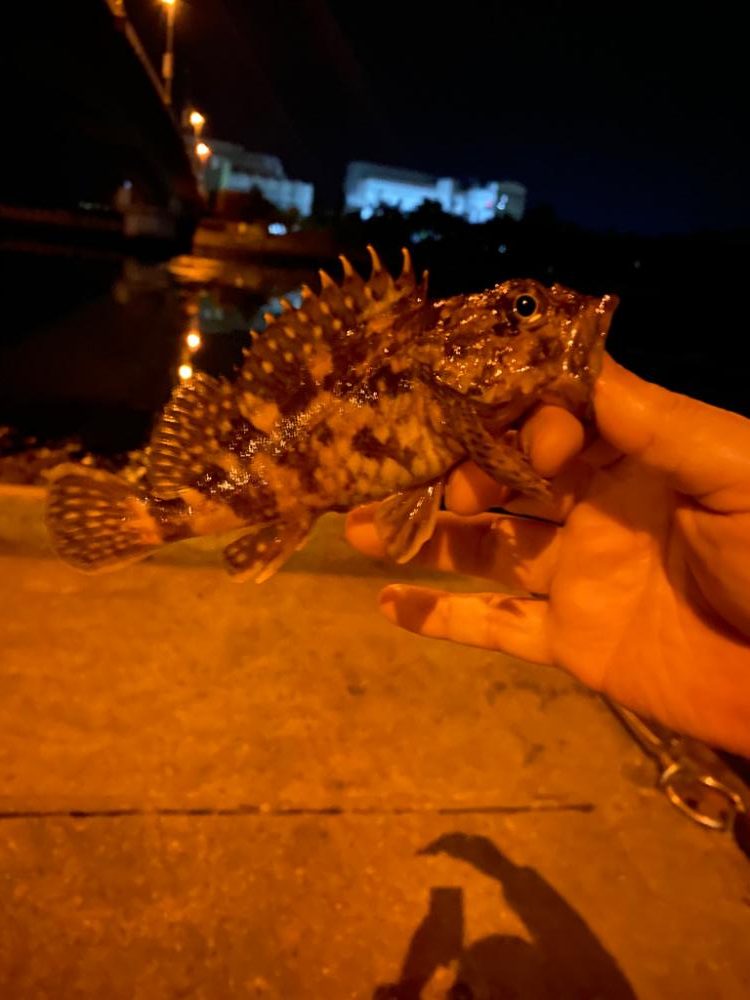 超早朝メバリング