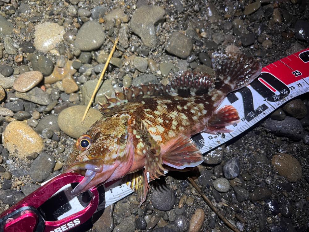 シーバスを探して三千里 Vol.3