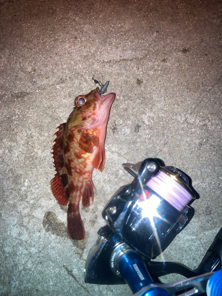 メバリング不発