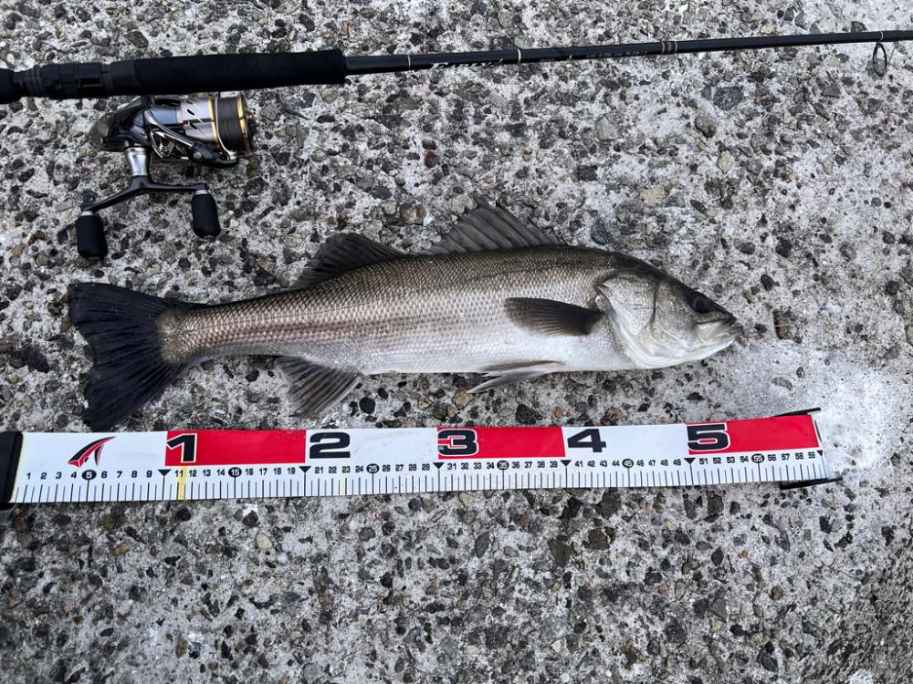 春シーバス開幕?かな。