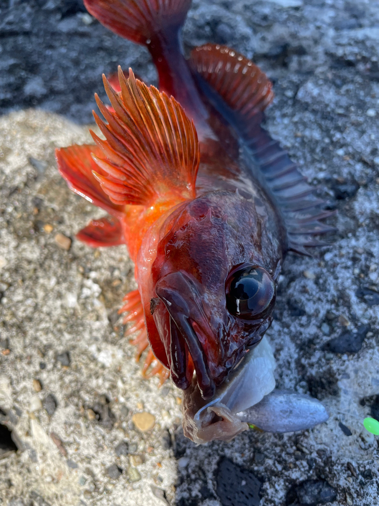 帰ってきた穴釣りNo.7