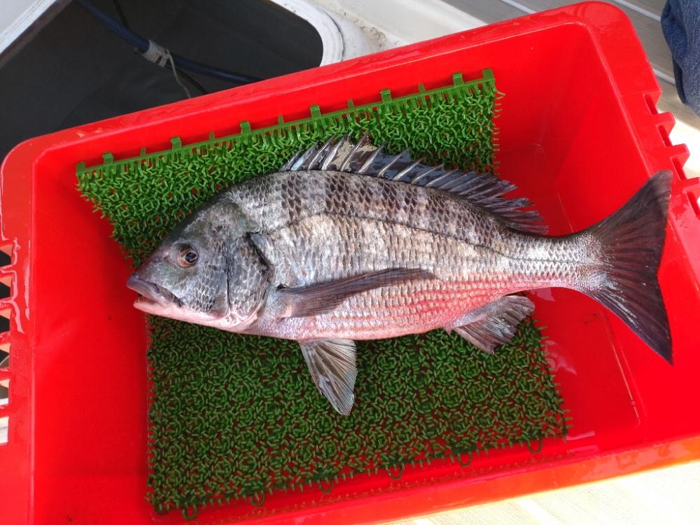 今年初のタイラバで黒鯛！