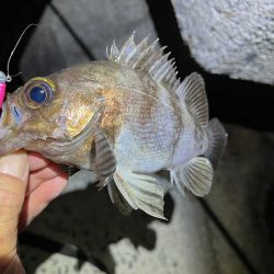 姫路メバリング激渋だけど良型ゲット！