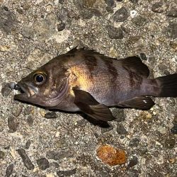 リグデザインモニター釣行