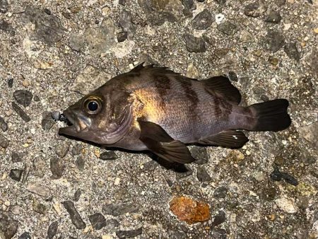 リグデザインモニター釣行