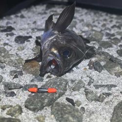 まるで真冬のメバリング