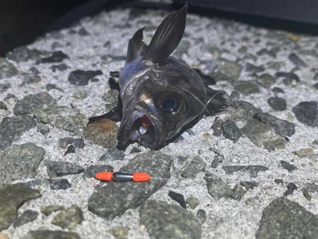 まるで真冬のメバリング