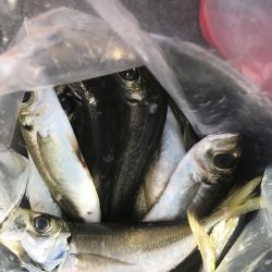 カゴ釣りでアジ&カタボシイワシGET