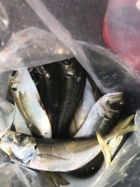 カゴ釣りでアジ&カタボシイワシGET