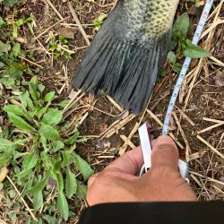 近所の川で50UPプリスポーン