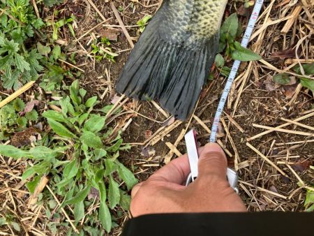 近所の川で50UPプリスポーン