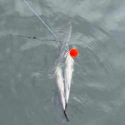 ハネおりました