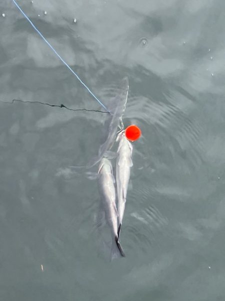 ハネおりました