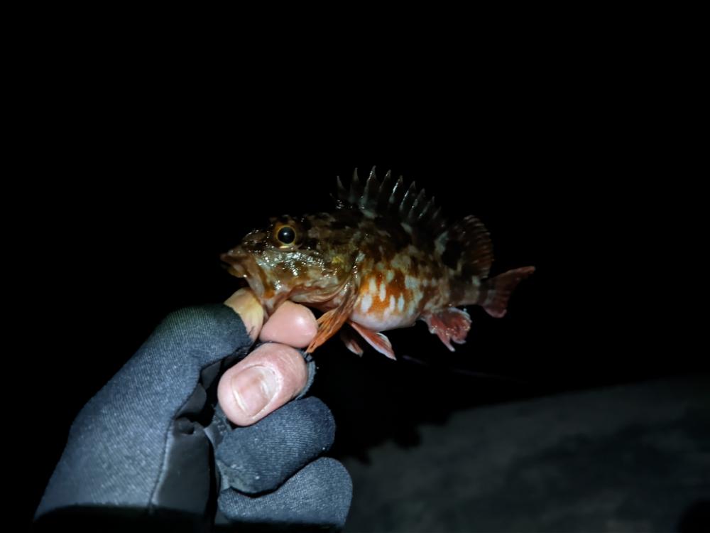 今日もコウイカ～