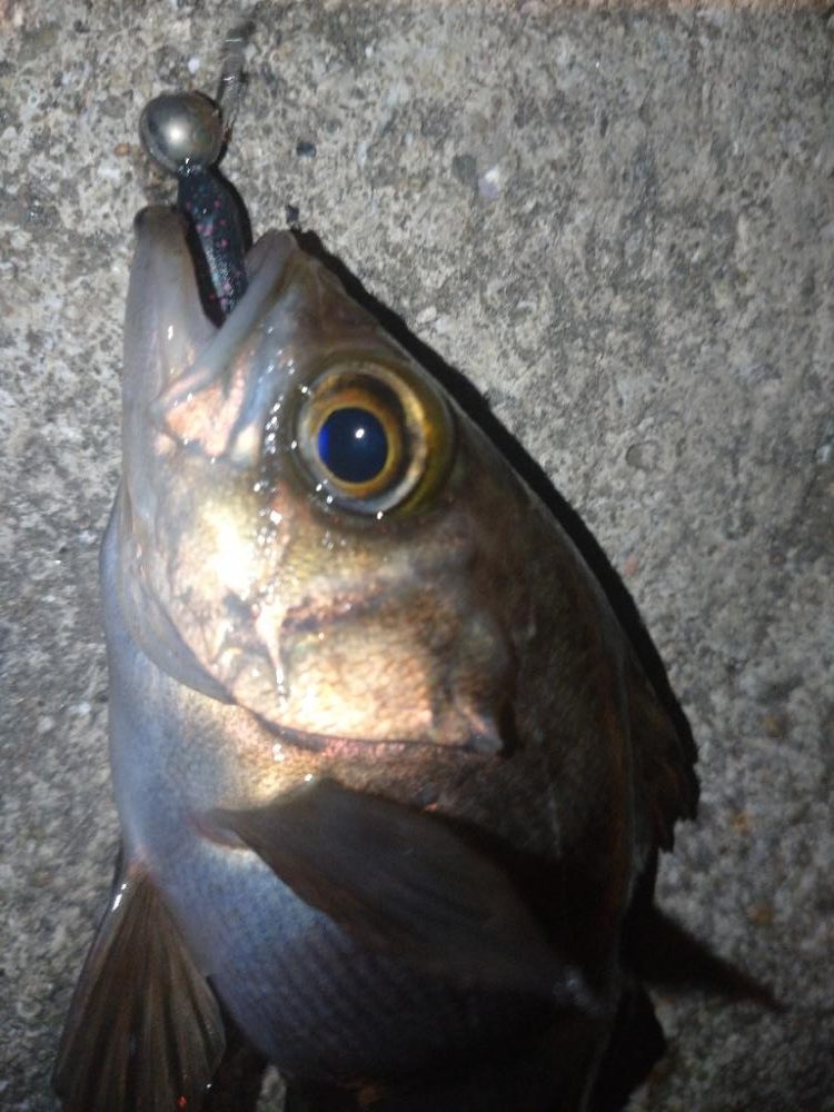 まさかの爆風メバリング