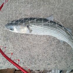 プチsalt water game