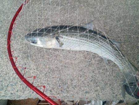 プチsalt water game