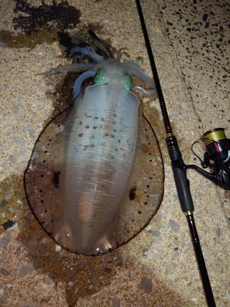 風＆ウネリエギングIN対馬