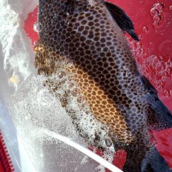 和歌山市江（吉丸渡船）で磯フカセ