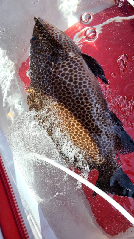 和歌山市江（吉丸渡船）で磯フカセ