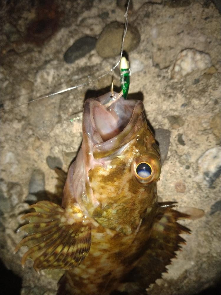 ちょい釣り20230320