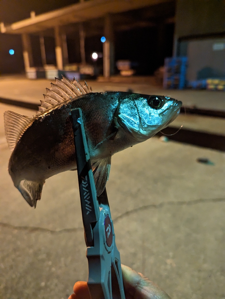 陸っぱり釣行記