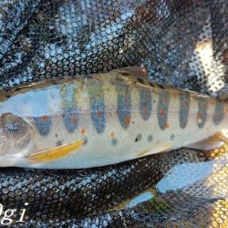 支流を攻めて28匹のアマゴをゲット!