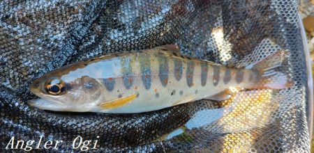 支流を攻めて28匹のアマゴをゲット!