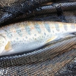 今シーズン2回目の釣行で33匹！！