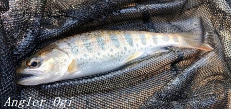 今シーズン2回目の釣行で33匹！！