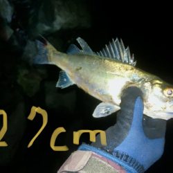 シラスパターン