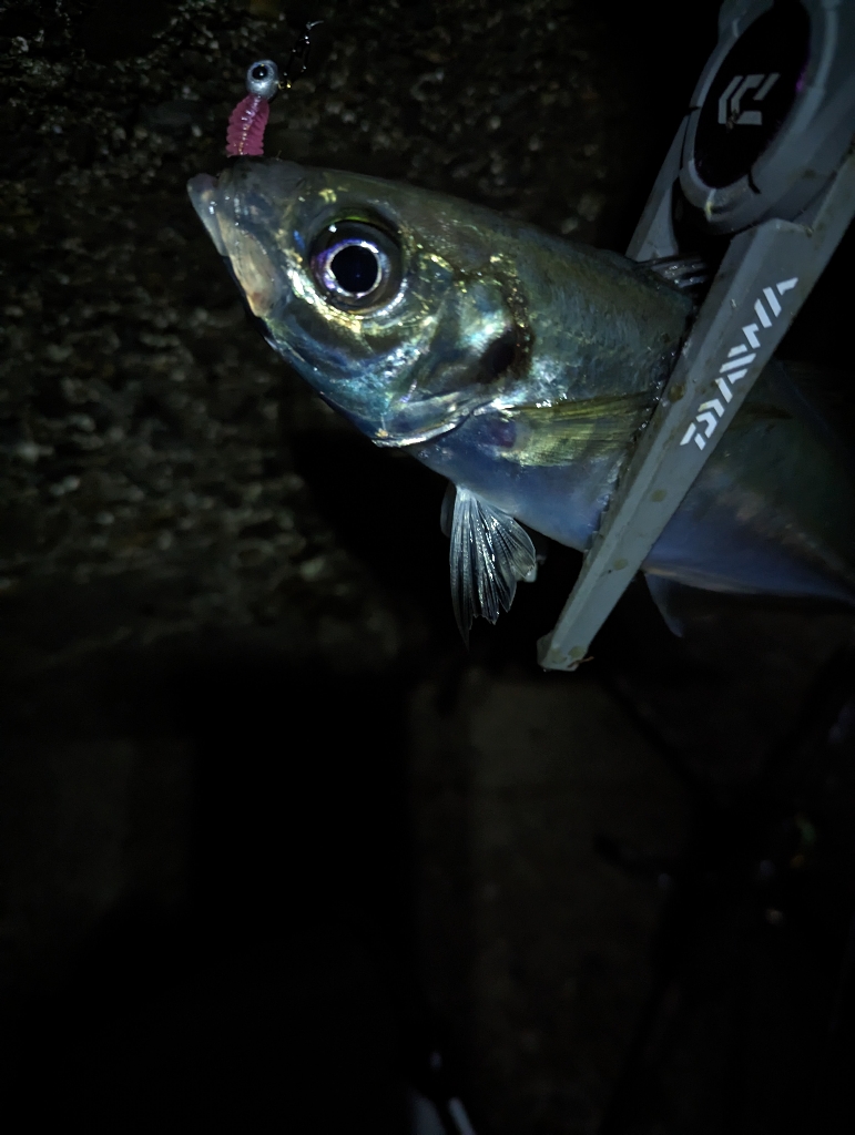 陸っぱり釣行記