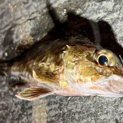 いつものガシラさん