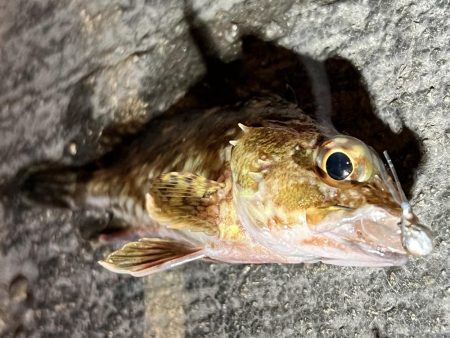 いつものガシラさん