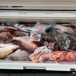 ノッコミ真鯛を狙って遠征してきました